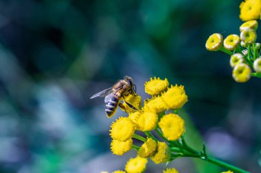 Bir arı orman çiçeklerini toza salar. Makro çekimi