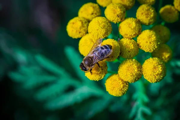 Μια μέλισσα επικονεί λουλούδια δάσος. Στιγμιότυπο μακροεντολής — Φωτογραφία Αρχείου