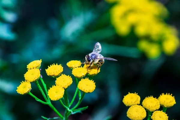 Un'ape impollina i fiori della foresta. Macro sparato — Foto Stock