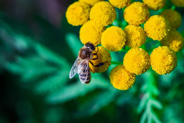 Μια μέλισσα επικονεί λουλούδια δάσος. Στιγμιότυπο μακροεντολής — Φωτογραφία Αρχείου