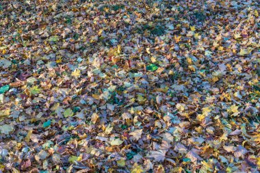 Ağaçlardan düşen sonbahar yaprakları çimenlerin üzerinde yatıyor.