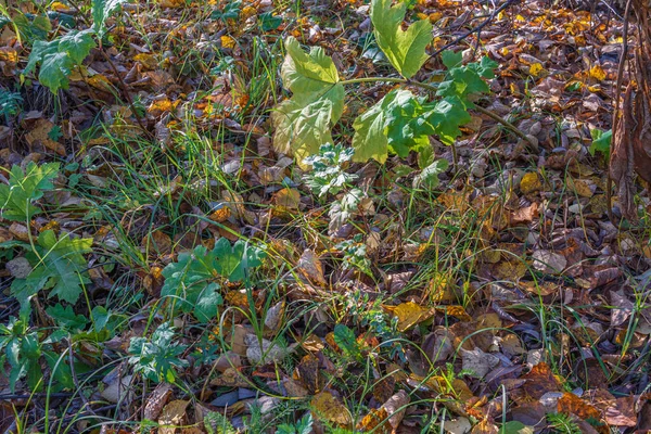 Őszi levelek hullanak a fákról a fűre. — Stock Fotó