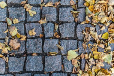 Üzerinde sonbahar yaprakları olan taş levhalar.