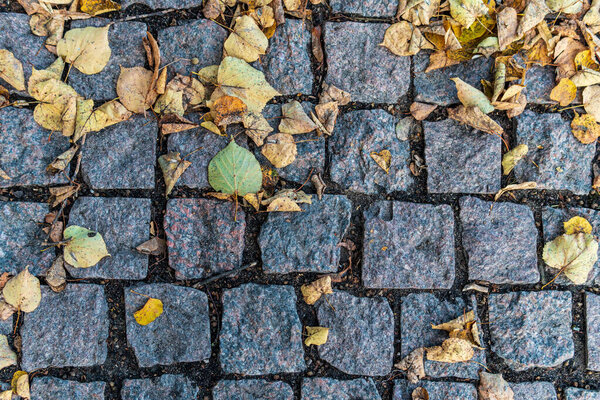 Paving slabs with autumn leaves lying on it.