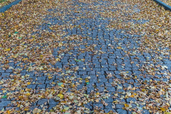 Pavimentación de losas con hojas de otoño que yacen sobre ella — Foto de Stock