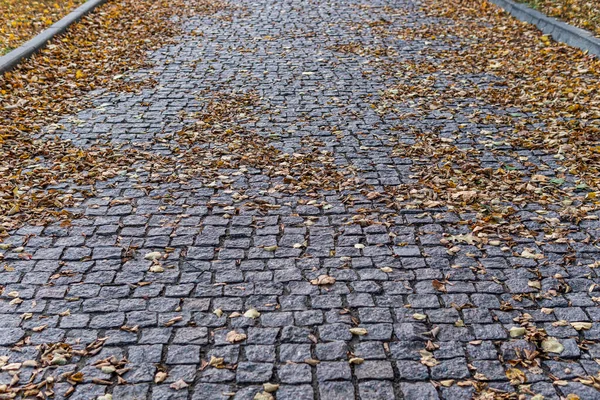 Pavimentación de losas con hojas de otoño que yacen sobre ella — Foto de Stock