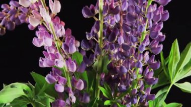 Siyah arka planda kır çiçekleri.