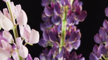 Siyah arka planda kır çiçekleri.