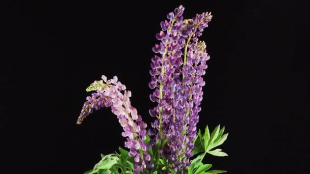 Wildflowers Lupins Czarnym Tle — Wideo stockowe