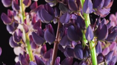 Siyah arka planda kır çiçekleri.