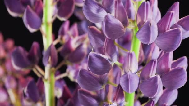 Flores Silvestres Lupins Sobre Fondo Negro — Vídeo de stock