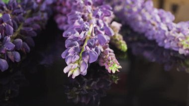 Siyah arka planda kır çiçekleri.