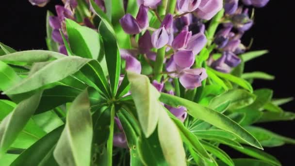 Flores Silvestres Lupins Fundo Preto — Vídeo de Stock