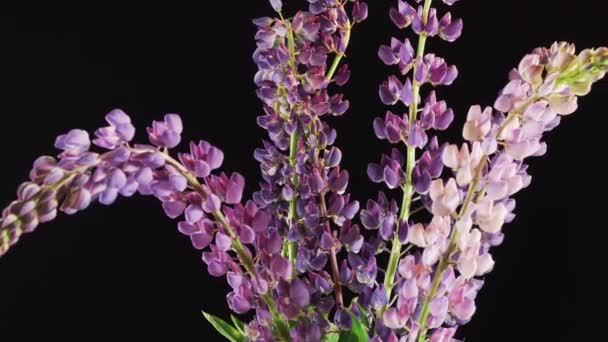 Wildflowers Lupins Black Background — Stock Video
