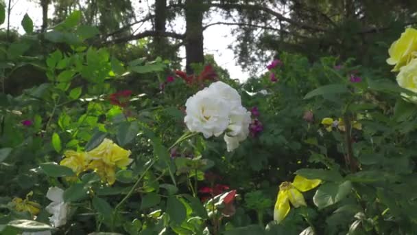Arbustes Roses Avec Des Fleurs Déplaçant Dans Vent — Video