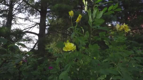Krzewy Róż Kwiatami Poruszającymi Się Wietrze — Wideo stockowe