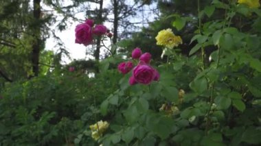 Rüzgarda süzülen çiçeklerle dolu güller.