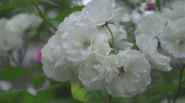 Rüzgarda süzülen çiçeklerle dolu güller.