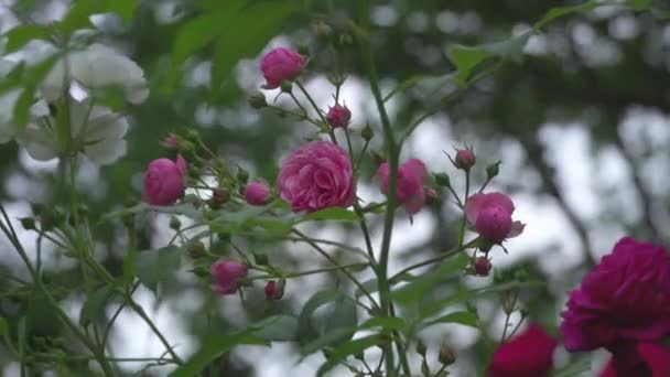 Arbustes Roses Avec Des Fleurs Déplaçant Dans Vent — Video