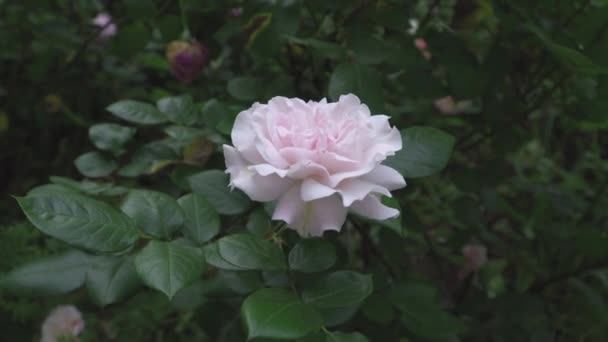 Arbustes de roses avec des fleurs se déplaçant dans le vent