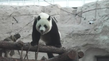 Panda Moskova Hayvanat Bahçesi 'nde geziyor.