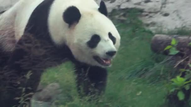 Panda Niedźwiedź Spaceruje Ptaszarni Moskiewskim Zoo — Wideo stockowe