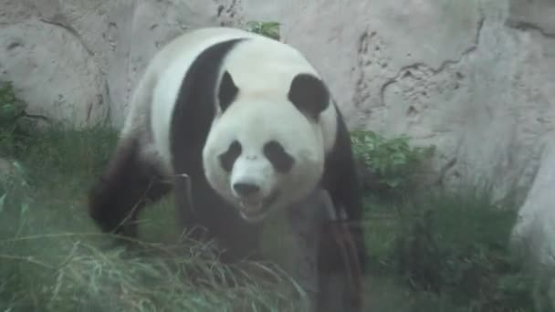 Panda Niedźwiedź Spaceruje Ptaszarni Moskiewskim Zoo — Wideo stockowe