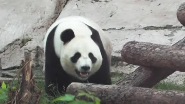 Panda Bear Camina Aviario Del Zoológico Moscú — Vídeo de stock