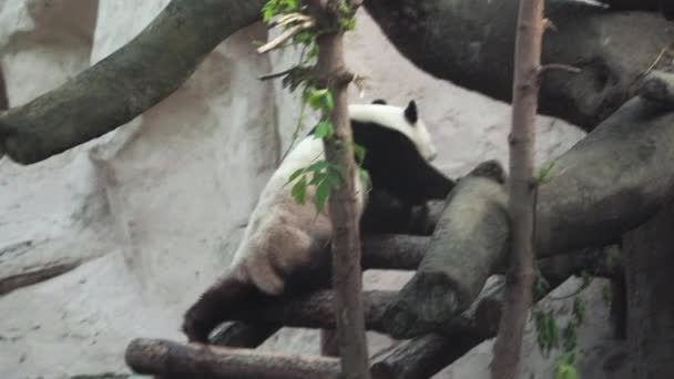 Panda Bear marche dans la volière du zoo de Moscou
