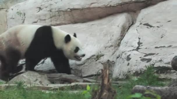 Urso Panda Caminha Aviário Zoológico Moscou — Vídeo de Stock