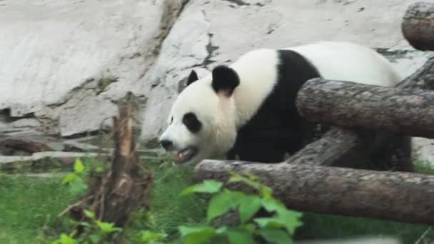 Panda Bear Camina Aviario Del Zoológico Moscú — Vídeo de stock
