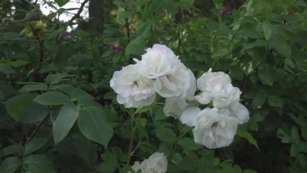 Bosjes Rozen Met Bloemen Die Wind Bewegen — Stockvideo