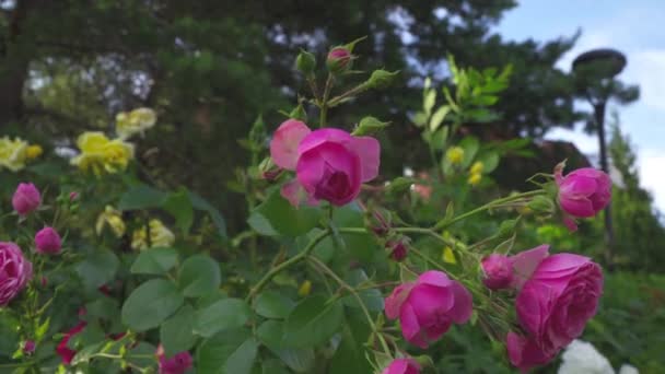 Rosebusker Med Blomster Vinden – stockvideo