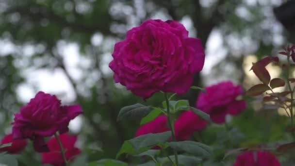 Arbustes Roses Avec Des Fleurs Déplaçant Dans Vent — Video