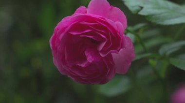 Rüzgarda süzülen çiçeklerle dolu güller.