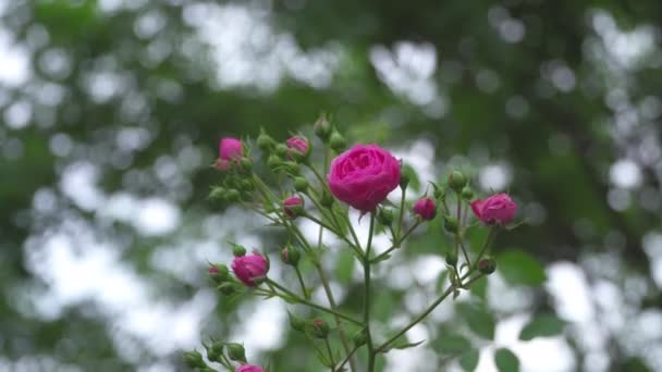 Cespugli Rose Con Fiori Che Muovono Nel Vento — Video Stock