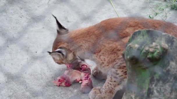 Lynx Dierentuin Knabbelt Botten Met Vlees — Stockvideo