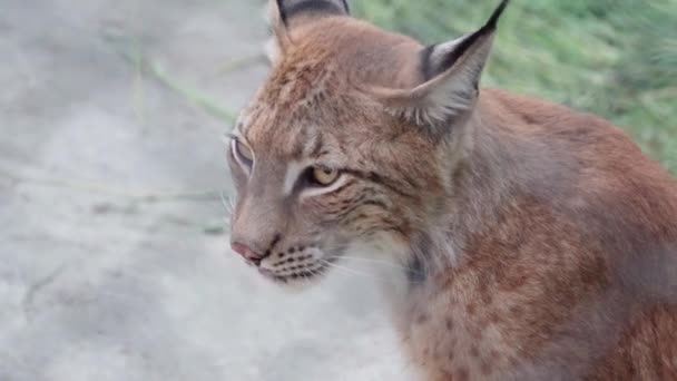 Lynx Dierentuin Knabbelt Botten Met Vlees — Stockvideo