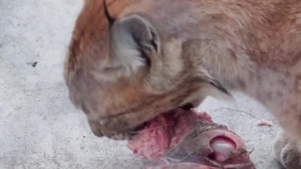 动物园里的山猫用肉咬碎骨头 — 图库视频影像