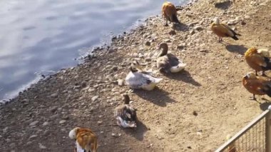 Ördekler ve kuğular şehir havuzunda yüzerler.