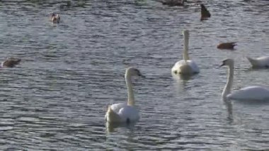 Ördekler ve kuğular şehir havuzunda yüzerler.