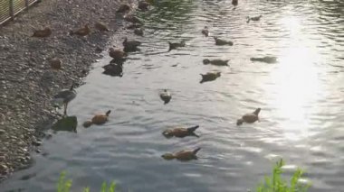 Ördekler ve kuğular şehir havuzunda yüzerler.