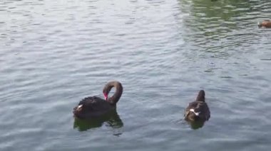 Ördekler ve kuğular şehir havuzunda yüzerler.