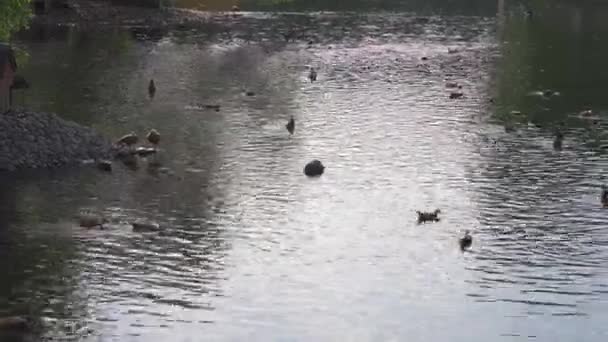 Patos Cisnes Nadan Estanque Ciudad — Vídeos de Stock