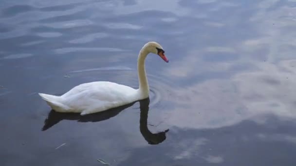 Eenden Zwanen Zwemmen Vijver — Stockvideo