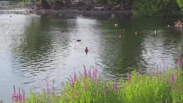 Patos Cisnes Nadam Lagoa Cidade — Vídeo de Stock