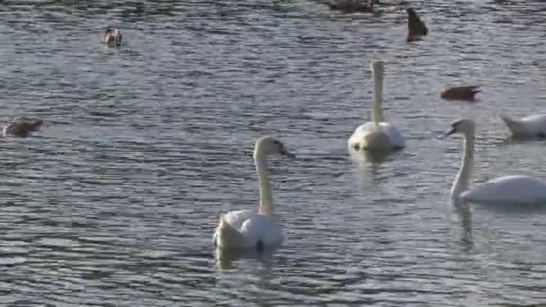 鸭子和天鹅在城市池塘里游泳 — 图库视频影像