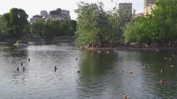 Patos Cisnes Nadam Lagoa Cidade — Vídeo de Stock