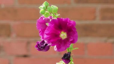 Güneşli bir yaz gününde Mallow çiçekleri