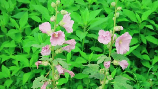 Flores Malva Día Soleado Verano — Vídeo de stock